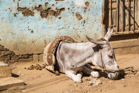 Donkey in a traditional Egyptian village near Cairo, Egyptの写真素材