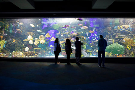 Beautiful view of the underwater worldの写真素材