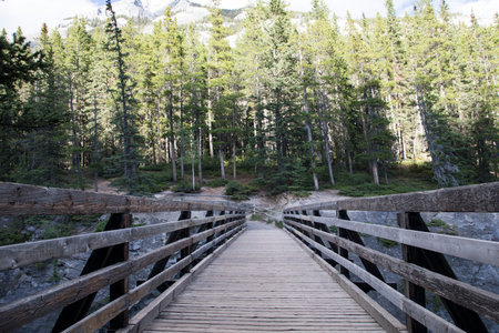 Beautiful view of a wild forestの写真素材