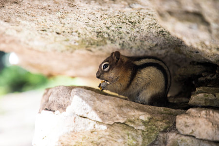 Beautiful view of a squirrel in natureの写真素材