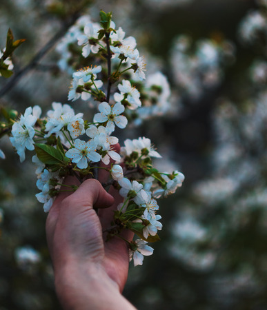 Cherry blossom taked by a hand