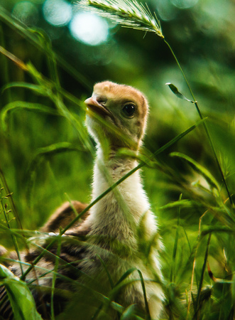 Little cute turkey-poult stay at the green grass. A Single Turkey-poult at the sunlight. Summertime nature.の写真素材