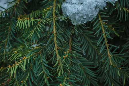 Young spruce twigs. Spruce background. Spruce covered by snow. Sharp and focused soft spruce texture.の写真素材