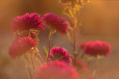 Beautiful aster flowers highlighted by the lens flare. Aster flowers blossom in golden sunlight. Autumn nature. Cosmos flowers blossomの写真素材