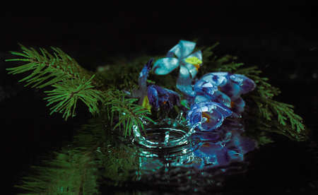Water Droplets on Pine Needles and Flower Petal - Macro photograph of water droplets with reflections on pine needles and a red and yellow flower. Great background for Christmas!の写真素材