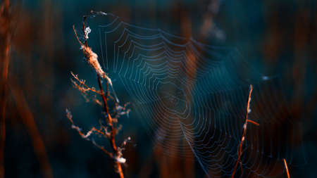 A web with dew drops early in the morning against the background of grass.の写真素材