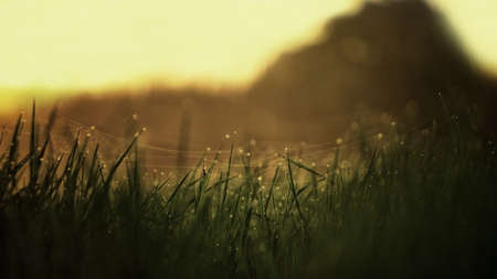 Morning dew grass sunlightの写真素材
