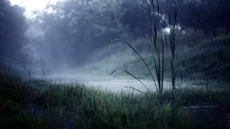 Morning dew grass sunlightの写真素材