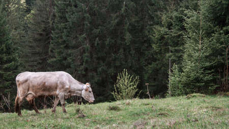 Cow in the meadow in the mist on the grass covered with dewの写真素材