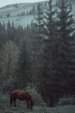 horse pasture morning fog dew Herd of horses at dawn in the sun. Leader goes to the other horses in the background fogの写真素材
