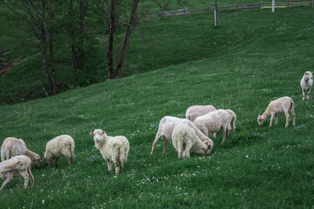 Fresh green grass ecological pure milk wool meat of domestic animals