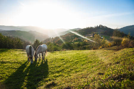 horse pasture morning fog dew Herd of horses at dawn in the sun. Leader goes to the other horses in the background fogの写真素材