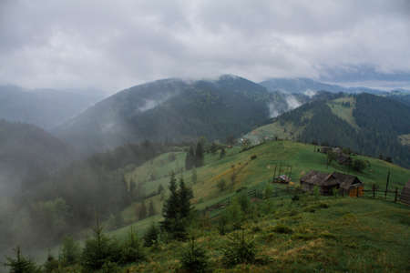 Foggy Sunrise in Forest, North Carolina temperaterainforest morning,の写真素材