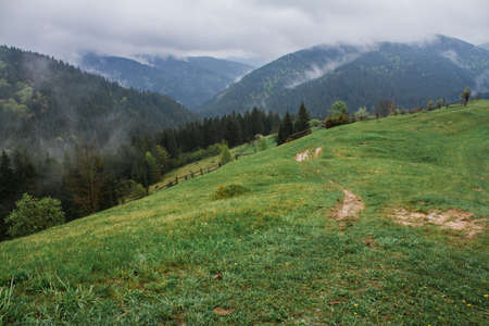 Foggy Sunrise in Forest, North Carolina temperaterainforest morning,の写真素材