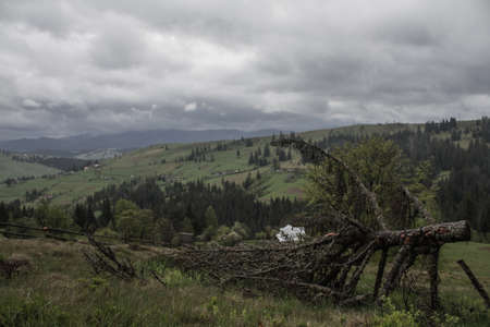 Foggy Sunrise in Forest, North Carolina temperaterainforest morning,の写真素材
