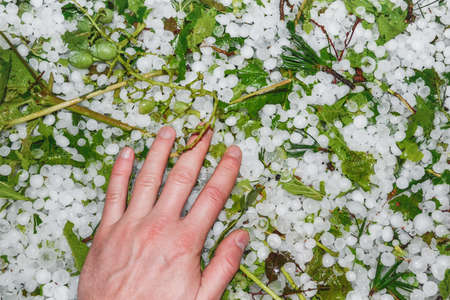 Hail hit vineyards: damaged grapes and foliage among hailstones on the ground. Hailstorm at a wine...