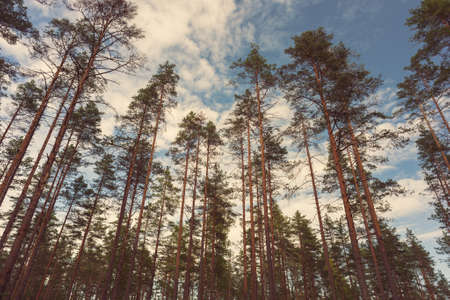 Pine tree forest against the blue sky with beautiful clouds, a low angle.の写真素材