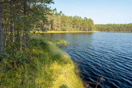 Lake with pine tree forest on its shores near Zelenogorsk. This is where cranberry grows on sphagnum shores. Typical nature of Karelian Isthmus, Leningrad Oblast and St. Petersburg, Russia.の写真素材