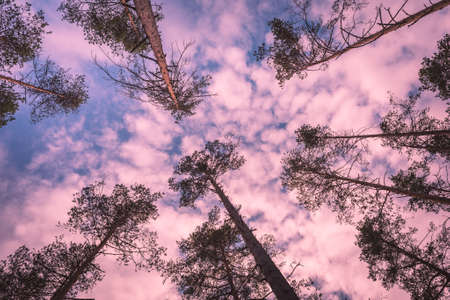 Looking up in a pine tree forest with summer sky. Toned in pink.の写真素材