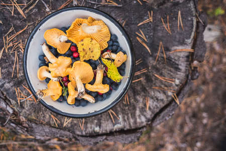 Chanterelles mushrooms in a bowl along with forest berries (blueberry, lingonberry). On a stump...