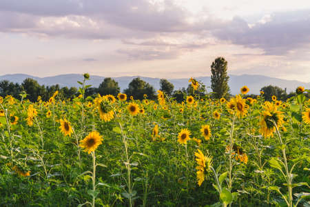 Field of sunflowers in bloom in Alazani Valley near Kvareli Town, on a road leading to Nekresi...