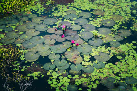Pink water lilies in the black water of a tropical lake.