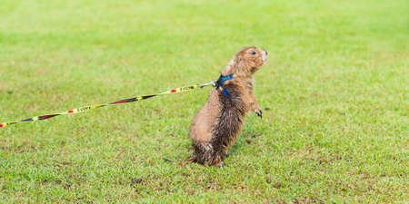 Bangkok, Thailand - May 13, 2018: A prairie dog on a leash on the grass in the park next to Chatuchak Weekend Market. This is one of the demonstration animals that promote selling baby prairie dogs.のeditorial素材