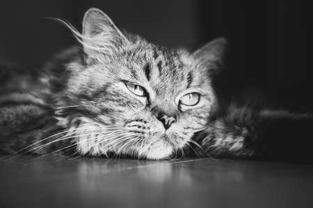 Portrait of a meditative fluffy tabby cat lying down on the floor. Black and white, close upの写真素材
