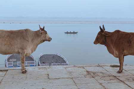Typical scene in Varanasi, India: Indian cows in ancient embankment and a boat sailing on the Ganges River in the background.の写真素材