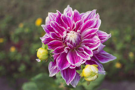 Pink and white dahlia flower and buds, growing in the garden. A close-up.の写真素材