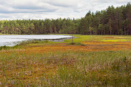 Summer bog (swamp) at lake shore beside pine tree forest in Vybord District on the border Russia and Finland. The bog formed with multi-meter layer of sphagnum moss.の写真素材