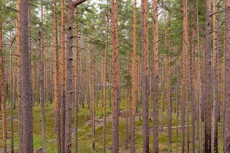Pine tree forest in Vyborg District at the border of Russia and Finland.の写真素材