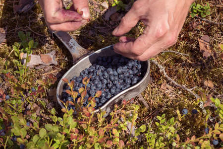 Collecting blueberries in the forest. Hiking and foraging in the woods.の写真素材
