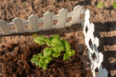 Seedling enclosed by a white fence.の写真素材