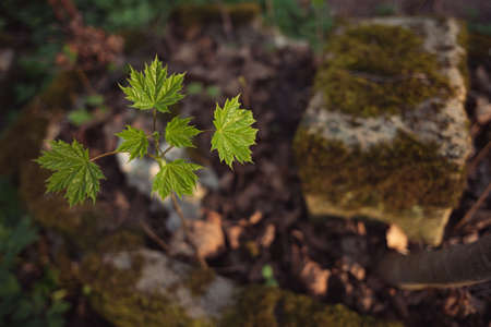 Maple seedling growing from a ruined abandoned grave. A concept of restart, recovery, powers of nature.の写真素材