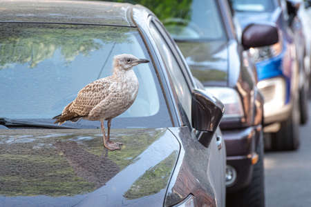 Herring gull chick (Larus argentatus) on the hood of a parked car in the street.の写真素材