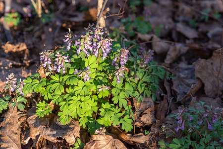 Corydalis solida. April bloom in woods near St. Petersburg, Russiaの写真素材