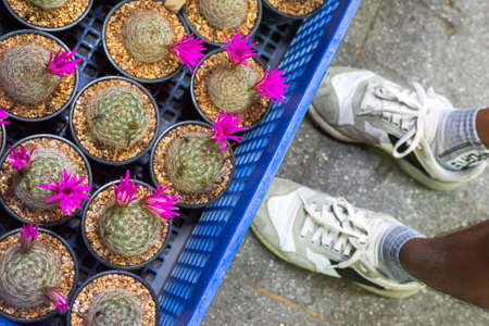 Cactuses bloom with pink flowers at a plant shop. Chatuchak Plant market, Bangkok, Thailand.