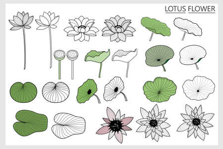 Lotus leaf and flower set in line-art style isolated on white background.のイラスト素材