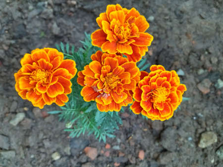Marigold flowers.  Very sweet flower. You haven't seen much. It's a winter flower.  Tubs are planted...