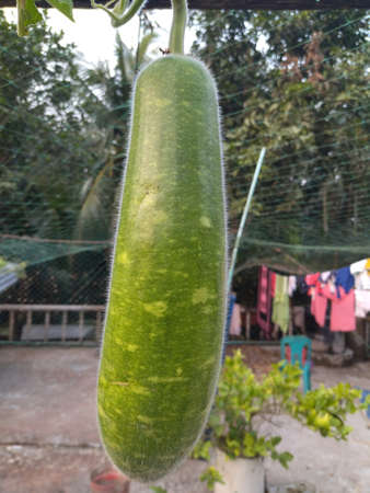 Gourd vegetables.  Green leafy vegetables are rich in vitamins and minerals.  Apart from that, these vegetables are produced and exported abroad to meet our demand.の写真素材
