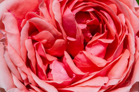pink flowerの写真素材