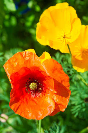 poppyの写真素材
