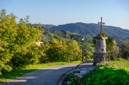 mimosaの写真素材