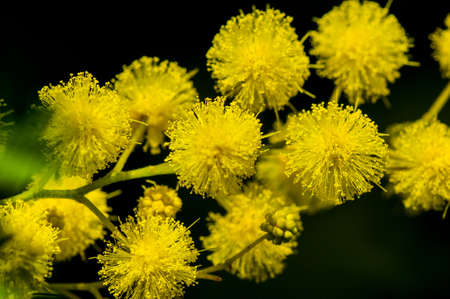 mimosa