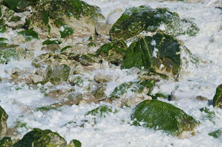 seaweed on the beach of Cap Blanc-nezの写真素材
