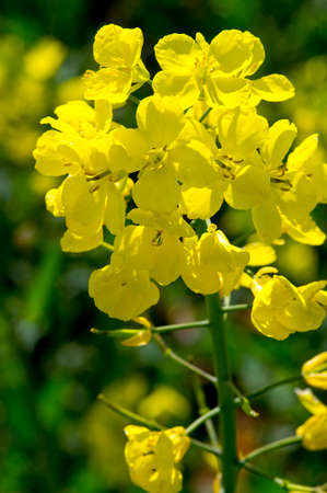 rape flower
