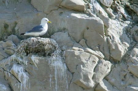 seagull on cliff of Cape Blanc-nezの写真素材