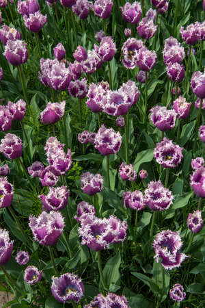 aerial view tulipの写真素材