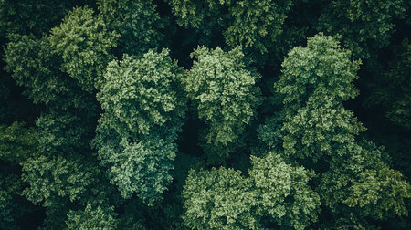 An overhead shot captures a dense forest canopy, showcasing vibrant green foliage and intricate patterns. The composition highlights the natural beauty and complexity of the woodland.の素材